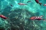 Fish in Sea, Mahe, Victoria, Seychelles