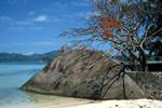 Poinceanna Tree & Rock, Moyenne Island, Seychelles