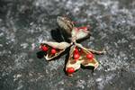 Black & Red Seed Pods, Moyenne Island, Seychelles
