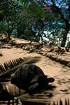 Tortoise on Path, Moyenne Island, Seychelles