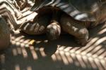 Tortoise, Moyenne Island, Seychelles