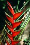 Lobster Claw Flower, Mahe, Lazare, Seychelles