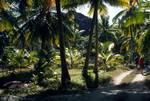 Path, Palm Forest, La Digue, Seychelles