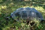 Tortoise in Wild, La Digue, Seychelles