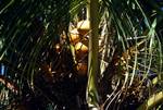 Golden Coconut, La Digue, Seychelles