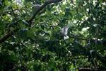 Trees, Fairy Tern in Flight, Cousin, Seychelles