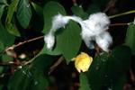Cotton Flower & 'Wool', Cousin, Seychelles