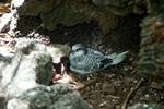 Fairy Tern on Nest, Cousin, Seychelles
