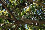 Baley Tern on Tree, Cousin, Seychelles