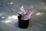 Pink Fish in Pail, Curieuse, Seychelles