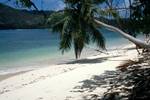 Sandy Beach & Lean Palm, Curieuse, Seychelles