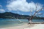 Sandy Beach, Skeleton Tree, Curieuse, Seychelles