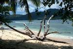 Sandy Beach, Skeleton Tree, Curieuse, Seychelles