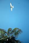 Fairy Tern in Flight, Aride, Seychelles