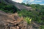 Rocky Path, Beyond Belombre, Seychelles