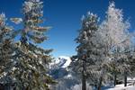 Snowy Trees, St Gilgen, Austria