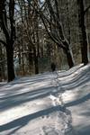 Snowy Woodland Walk, Attersee, Austria