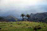 2 Palms, from Walk, San Sebastian, La Gomera, Canary Islands