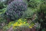 Purple & Yellow Flowers, El Cedro, La Gomera, Canary Islands
