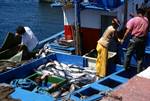 Fishermen & Fish, La Restinga, El Hierro, Canary Islands