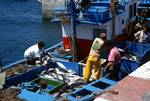 Fishermen & Fish, La Restinga, El Hierro, Canary Islands