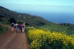Road & Yellow Flowers, La Restinga, El Hierro, Canary Islands