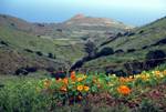 Valley & Nasturtiums, La Restinga, El Hierro, Canary Islands