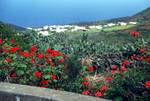 Geraniums & Village, La Restinga, El Hierro, Canary Islands