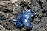 Blue Sea Slug, Poza de las Calcosas, El Hierro, Canary Islands