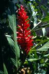 Red Flower, Pineapple Type, Kingston - Devon House, Jamaica