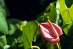 Red 'Arum Lily', Crystal Springs, Jamaica