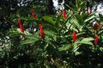 Red Flowers, Crystal Springs, Jamaica