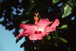 Pink Hibiscus, Crystal Springs, Jamaica