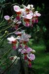 Orchids, Crystal Springs, Jamaica