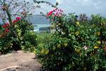 Noel Coward's Grave - Flowery Hedge, North Coast, Jamaica
