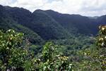 Tree Clad Hills, Cockpit Country, Jamaica