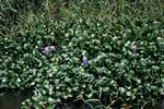 Water Hyacinths, Black River, Jamaica