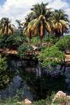 River - Reflections, Gut River, Jamaica