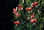 Garden - Tiger Lily, Glamis, Scotland