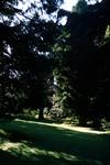 Great Trees in Grounds, Glamis, Scotland