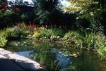 Branklyn Garden - Water Garden, Perth, Scotland