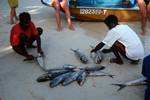 Group, Crew, Tuna Fish, Kagi, Maldives