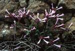 Pink 'Spiky' Flower, Akamos Peninsula, Cyprus