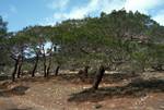 Pine Trees, Akamos Peninsula, Cyprus