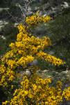 Yellow Gorse, Akamos Peninsula, Cyprus
