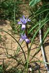 Wild Iris, Akamos Peninsula, Cyprus