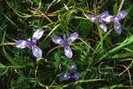 Purple Iris, Paphos, Cyprus