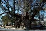Large Oak, Caf?? Stop, Cyprus