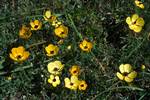 Yellow Ranunculus, Akrotiri, Cyprus