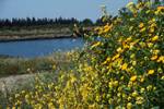 Yellow Flowers, Akrotiri, Cyprus